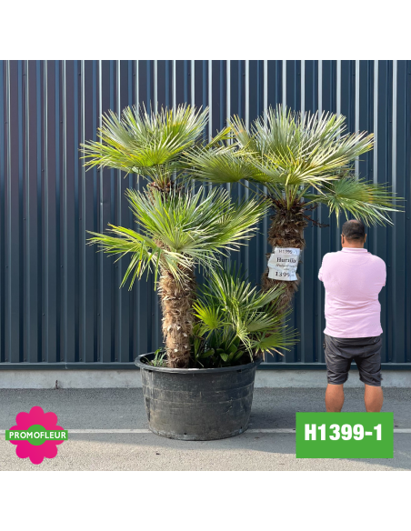 Palmier Nain Chamaerops Humilis Multi-troncs - Hauteur 200 cm (H1399-1) - Promofleur (comparatif taille)