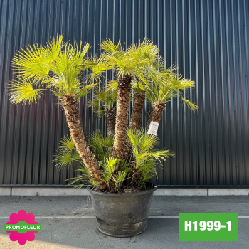 copy of Palmier Nain Chamaerops Humilis Multi-troncs - Hauteur 220 cm avec pot (H200/2)