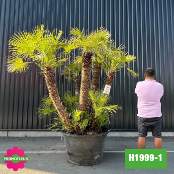 copy of Palmier Nain Chamaerops Humilis Multi-troncs - Hauteur 220 cm avec pot (H200/2)