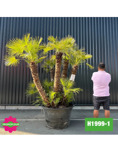 Palmier Nain Chamaerops Humilis Multi-troncs - Hauteur 220 cm avec pot (H200/2)