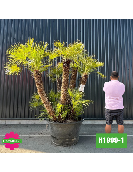Palmier Nain Chamaerops Humilis Multi-troncs - Hauteur 220 cm avec pot (H200/2)