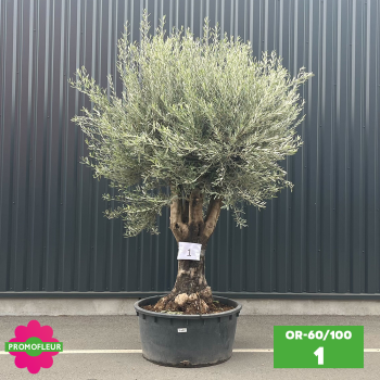 Olivier 60 - 100 ans ramifié Hauteur 200 cm - Promofleur (OR-60/100 - 1)