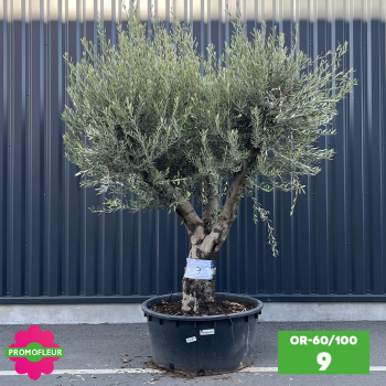 Olivier 60 - 100 ans ramifié Hauteur 200 cm - Promofleur (OR-60/100 - 9)