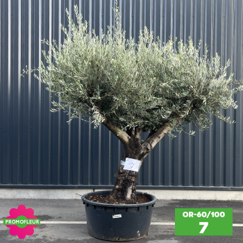Olivier 60 - 100 ans ramifié Hauteur 200 cm - Promofleur (OR-60/100 - 7)