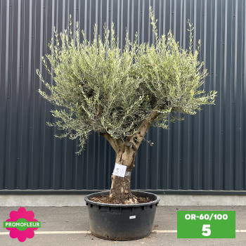 Olivier 60 - 100 ans ramifié Hauteur 200 cm - Promofleur (OR-60/100 - 5)