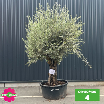 Olivier 60 - 100 ans ramifié Hauteur 200 cm - Promofleur (OR-60/100 - 4)