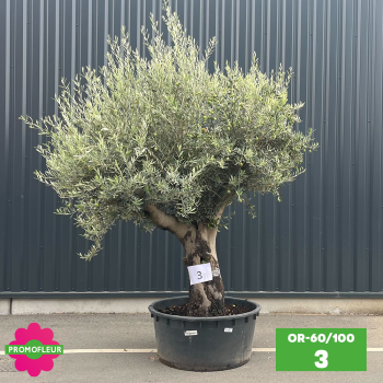 Olivier 60 - 100 ans ramifié Hauteur 200 cm - Promofleur (OR-60/100 - 3)