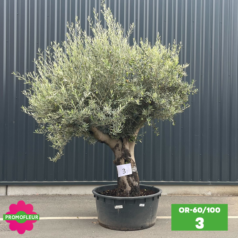 Olivier 60 - 100 ans ramifié Hauteur 200 cm - Promofleur (OR-60/100 - 3)