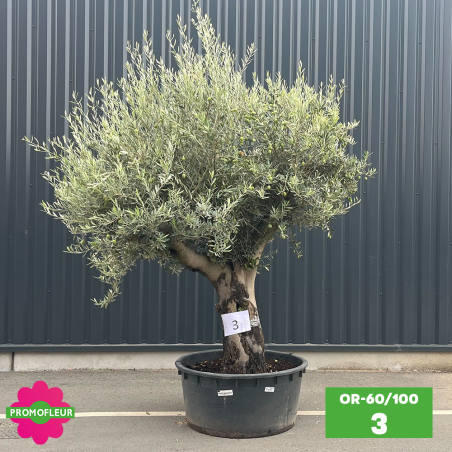 Olivier 60 - 100 ans ramifié Hauteur 200 cm - Promofleur (OR-60/100 - 3)