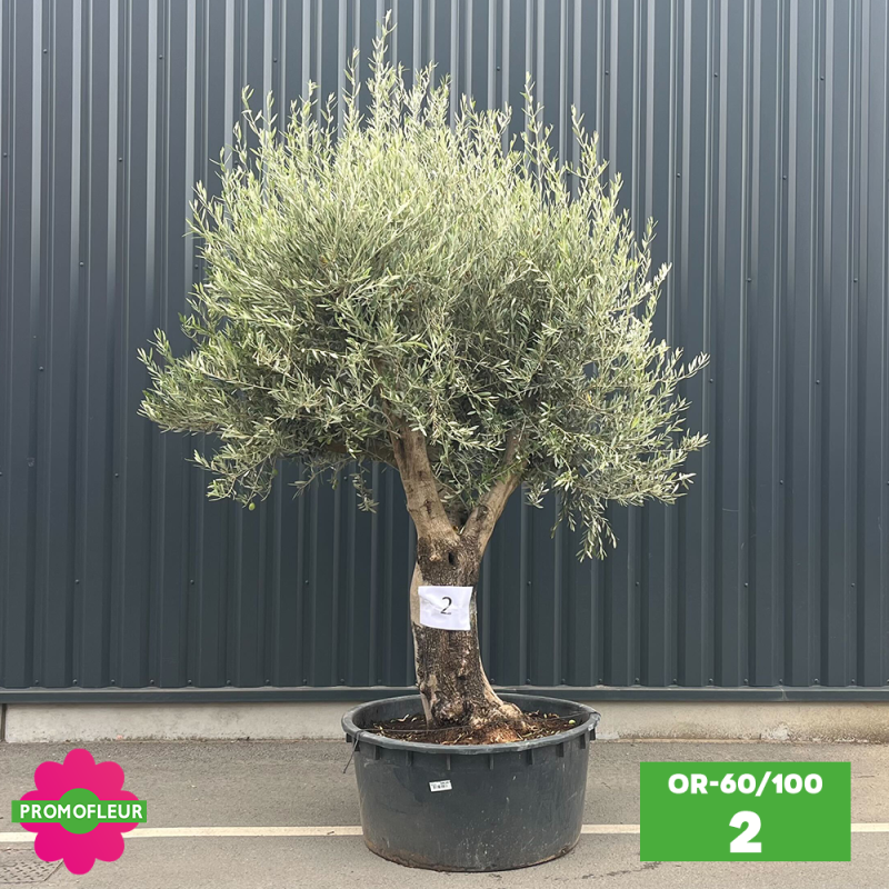 Ensemble d'Oliviers 60 - 100 ans ramifié Hauteur 200 cm - Promofleur