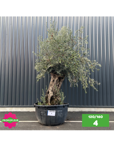 Olivier Centenaire 120 - 160 ans - Promofleur - Choix 4