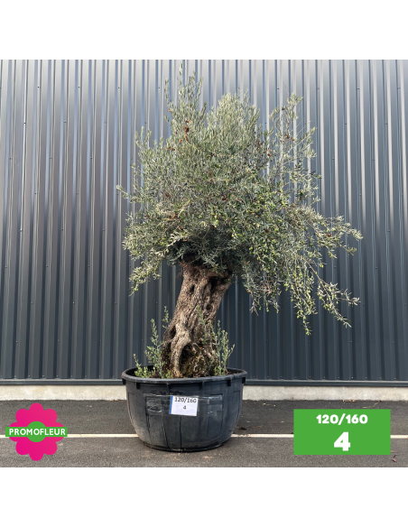 Olivier Centenaire 120 - 160 ans - Promofleur - Choix 4