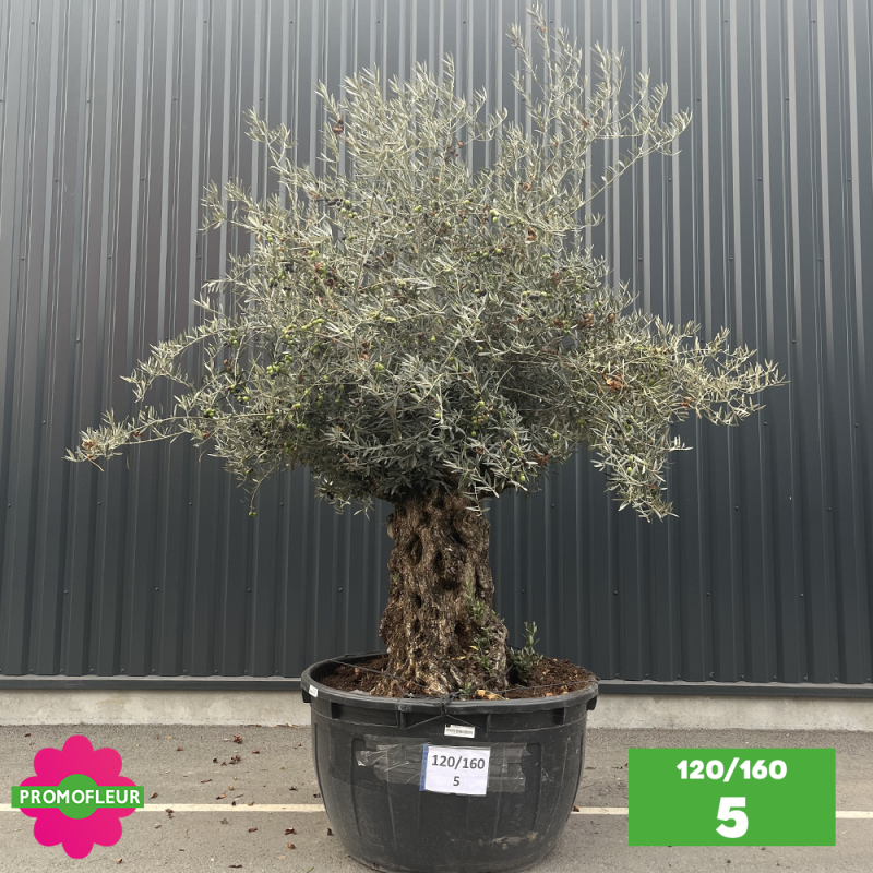 Olivier Centenaire 120 - 160 ans - Promofleur - Choix 5