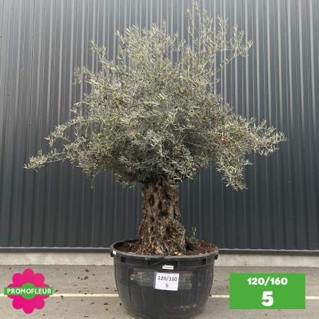 Olivier Centenaire 120 - 160 ans - Promofleur - Choix 5