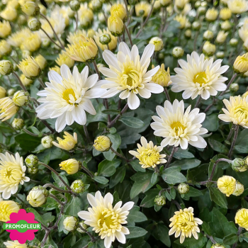 Chrysanthèmes vivaces pomponnettes unicolores blancs - Toussaint 2025 Chrysanthèmes vivaces pomponnettes unicolores blancs - Toussaint 2025