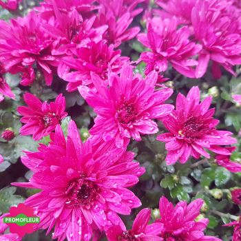 Chrysanthèmes vivaces pomponnettes unicolores roses - Toussaint 2025 Chrysanthèmes vivaces pomponnettes unicolores roses - Toussaint 2025