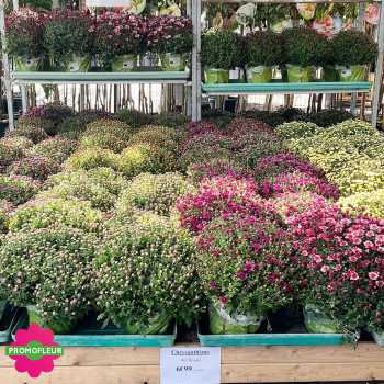 Chrysanthèmes vivaces pomponnettes unicolores - Toussaint 2025 - Promofleur Champagne-sur-Oise (2)