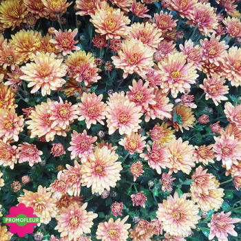 Chrysanthèmes vivaces pomponnettes unicolores orange - Toussaint 2025 Chrysanthèmes vivaces pomponnettes unicolores orange - Toussaint 2025