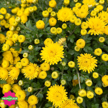 Chrysanthèmes vivaces pomponnettes unicolores jaunes - Toussaint 2024 Chrysanthèmes vivaces pomponnettes unicolores jaunes - Toussaint 2024