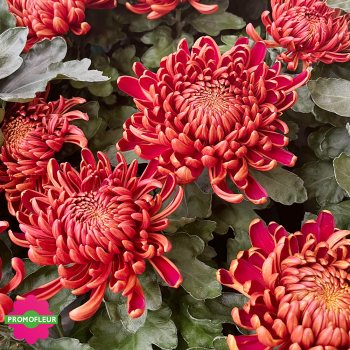 Chrysanthèmes vivaces grosses têtes rouges - Toussaint 2024 - Promofleur Champagne-sur-Oise Chrysanthèmes vivaces grosses têtes rouges - Toussaint 2024 - Promofleur Champagne-sur-Oise