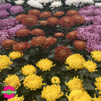Chrysanthèmes vivaces grosses têtes unicolores - Toussaint 2025 - Promofleur Champagne-sur-Oise