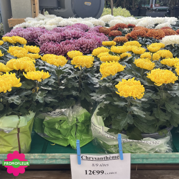 Chrysanthèmes vivaces grosses têtes unicolores - Toussaint 2025 Chrysanthèmes vivaces grosses têtes unicolores - Toussaint 2025