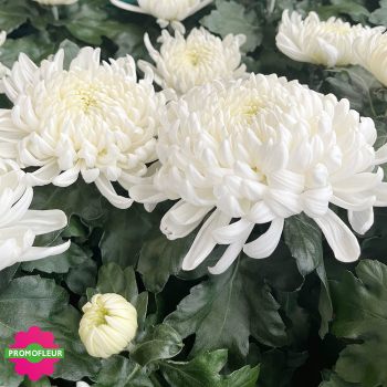 Chrysanthèmes vivaces grosses têtes blanches - Toussaint 2024 - Promofleur Champagne-sur-Oise Chrysanthèmes vivaces grosses têtes blanches - Toussaint 2024 - Promofleur Champagne-sur-Oise