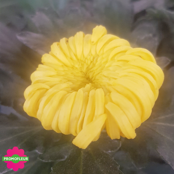 Chrysanthèmes vivaces grosses têtes jaunes - Toussaint 2024 - Promofleur Champagne-sur-Oise Chrysanthèmes vivaces grosses têtes jaunes - Toussaint 2024 - Promofleur Champagne-sur-Oise