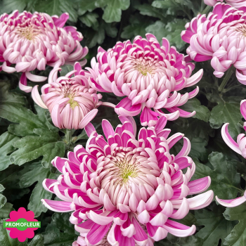 Chrysanthèmes vivaces grosses têtes roses claires - Toussaint 2024 - Promofleur Champagne-sur-Oise Chrysanthèmes vivaces grosses têtes roses claires - Toussaint 2024 - Promofleur Champagne-sur-Oise