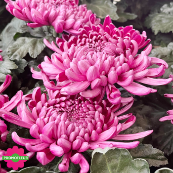 Chrysanthèmes vivaces grosses têtes roses foncés- Toussaint 2024 - Promofleur Champagne-sur-Oise Chrysanthèmes vivaces grosses têtes roses foncés- Toussaint 2024 - Promofleur Champagne-sur-Oise