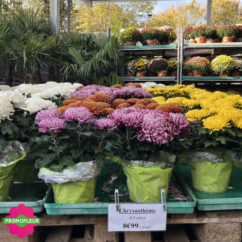 Chrysanthèmes vivaces grosses têtes unicolores - Toussaint 2025 - Promofleur Champagne-sur-Oise