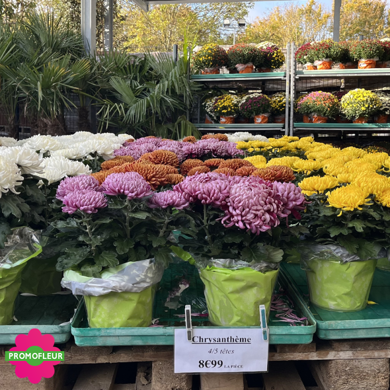 Chrysanthèmes vivaces grosses têtes unicolores - Toussaint 2025 - Promofleur Champagne-sur-Oise Chrysanthèmes vivaces grosses têtes unicolores - Toussaint 2025 - Promofleur Champagne-sur-Oise