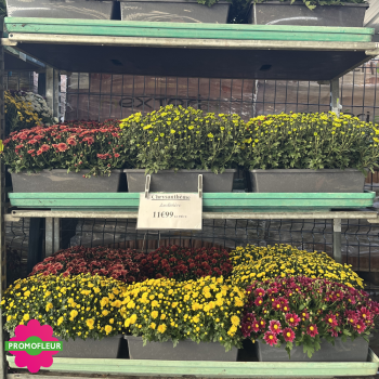 Jardinière Chrysanthèmes vivaces pomponnettes unicolores - Toussaint 2025 - Promofleur