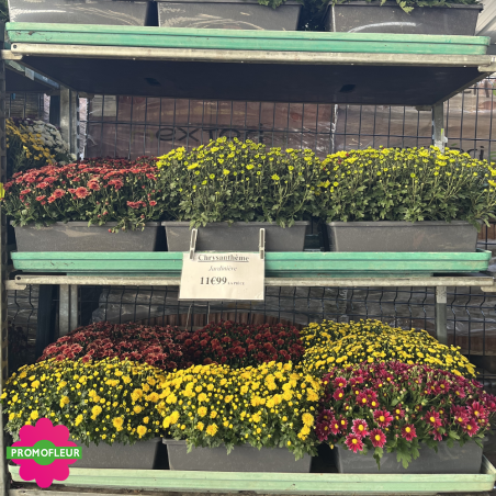 Jardinière Chrysanthèmes vivaces pomponnettes unicolores - Toussaint 2025 - Promofleur