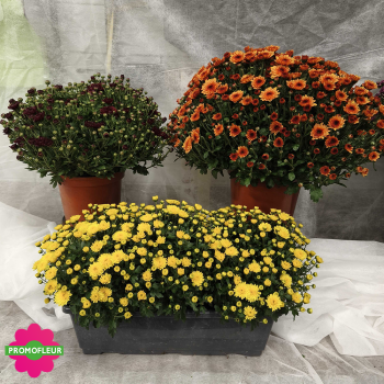 Chrysanthèmes vivaces pomponnettes unicolores - Toussaint 2025 Chrysanthèmes vivaces pomponnettes unicolores - Toussaint 2025