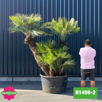 Palmier Nain Chamaerops Humilis Multi-troncs - Hauteur 200 cm (H1499-2) - Promofleur (comparatif taille)