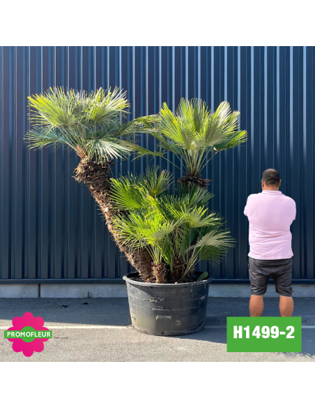 Palmier Nain Chamaerops Humilis Multi-troncs - Hauteur 200 cm (H1499-2) - Promofleur (comparatif taille)
