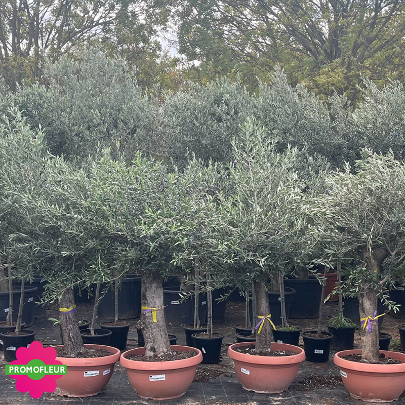 Olivier tige Hauteur 130/150 cm pot tarrina - Promofleur Champagne-sur-Oise