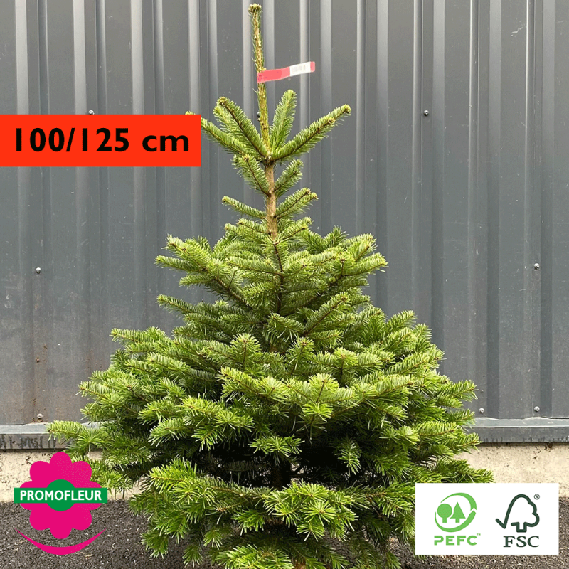 Sapin de Noël coupé Nordmann 100/125 cm (Ruban Rouge) - Promofleur Champagne-sur-Oise)