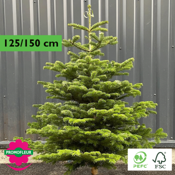 Sapin de Noël coupé Nordmann 125/150 cm (Ruban Vert) - Promofleur Champagne-sur-Oise)