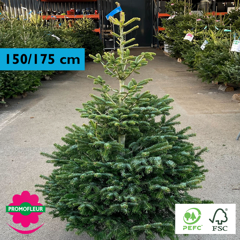Sapin de Noël coupé Nordmann 150/175 cm (Ruban Bleu) - Promofleur Champagne-sur-Oise)