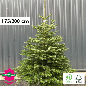 Sapin de Noël coupé Nordmann 175/200 cm (Ruban Blanc) - Promofleur Champagne-sur-Oise)