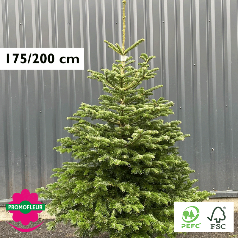 Sapin de Noël coupé Nordmann 175/200 cm (Ruban Blanc) - Promofleur Champagne-sur-Oise)