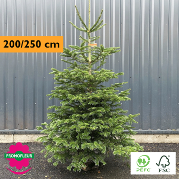 Sapin de Noël coupé Nordmann 200/250 cm (Ruban Orange) - Promofleur Champagne-sur-Oise)