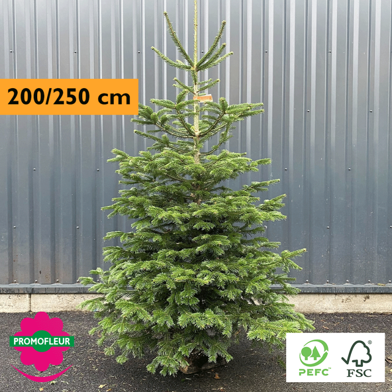 Sapin de Noël coupé Nordmann 200/250 cm (Ruban Orange) - Promofleur Champagne-sur-Oise)