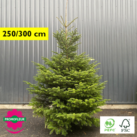 Sapin de Noël coupé Nordmann 250/300 cm (Ruban Jaune) avec buche - Promofleur Champagne-sur-Oise)