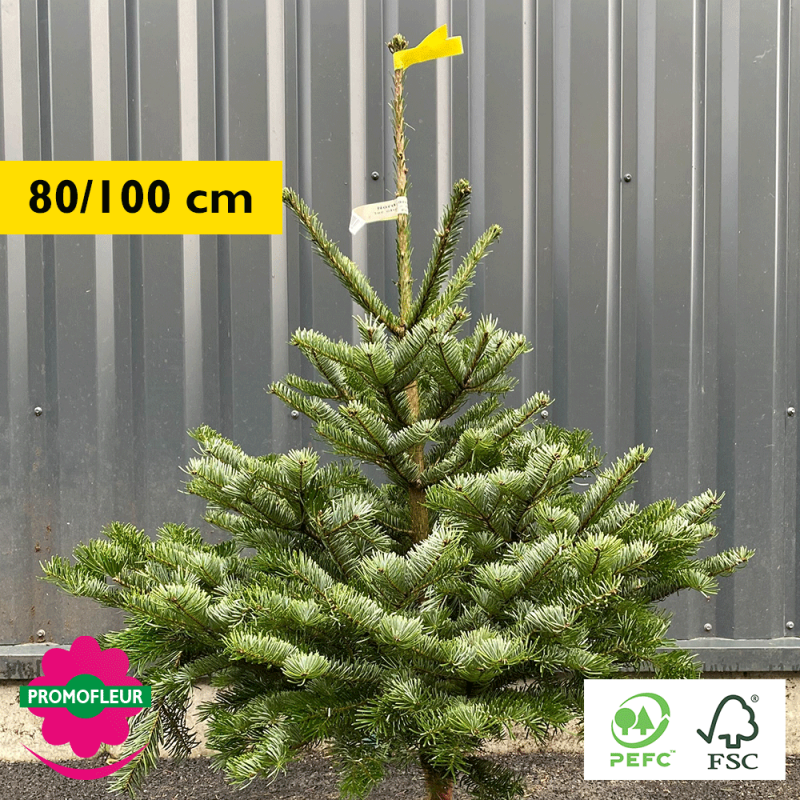 Sapin de Noël coupé Nordmann 250/300 cm (Ruban Jaune) avec buche - Promofleur Champagne-sur-Oise)