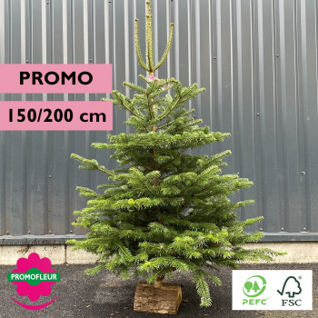 Sapin de Noël coupé Nordmann (PROMO) H.150/200 cm avec buche - Promofleur Champagne-sur-Oise