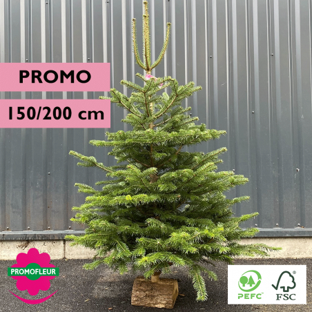 Sapin de Noël coupé Nordmann (PROMO) H.150/200 cm avec buche - Promofleur Champagne-sur-Oise