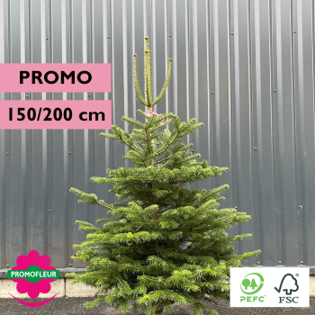 Sapin de Noël coupé Nordmann (PROMO) H.150/200 cm - Promofleur Champagne-sur-Oise